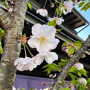 Rinn Kamiebisu *** Kyoto